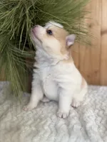 Patches, a male Pomsky for sale in Staples, MN – Photo 3 of 6