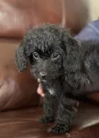 Stormy, a male Cavapoo and Schnoodle for sale in Mount Pulaski, IL – Photo 2 of 3