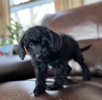 Stormy, a male Cavapoo and Schnoodle for sale in Mount Pulaski, IL – Photo 3 of 3