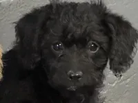 Stormy, a male Cavapoo and Schnoodle for sale in Mount Pulaski, IL – Photo 1 of 3