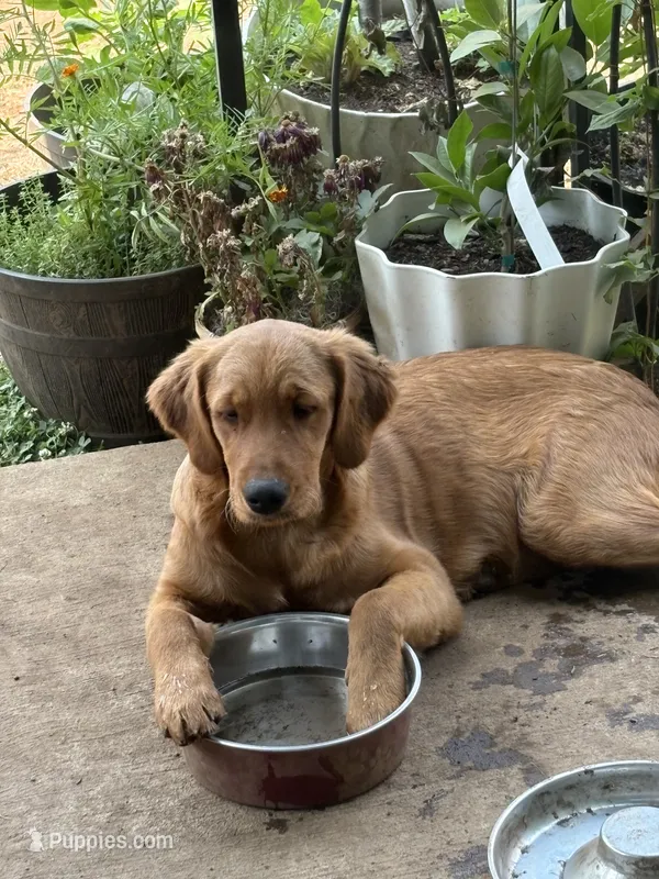 Purple collar  – Golden Retriever puppy for sale in Vancouver, WA