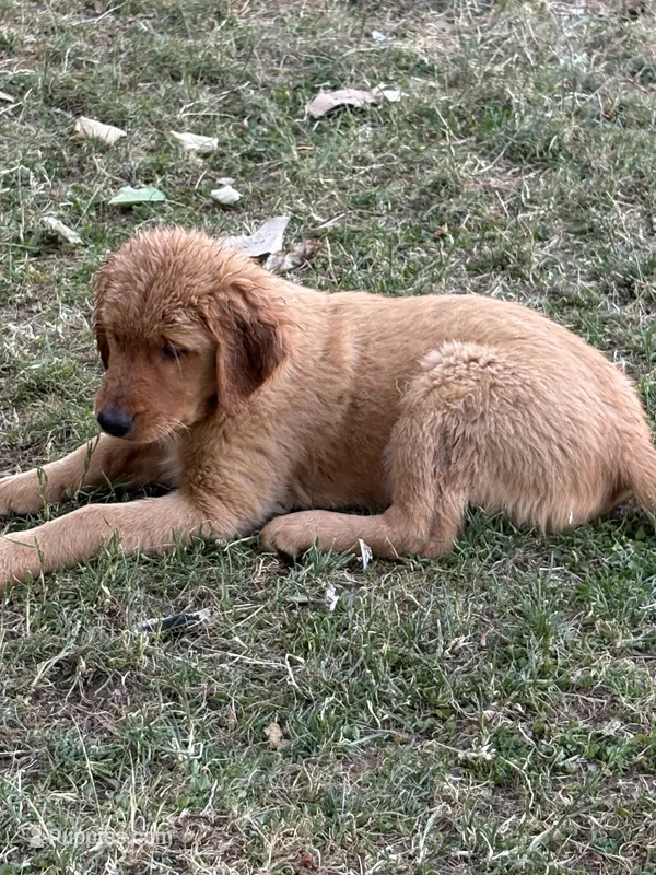 Grey Collar  – Golden Retriever puppy for sale in Vancouver, WA