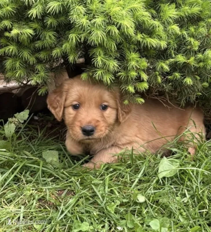 Blue Collar  – Golden Retriever puppy for sale in Vancouver, WA