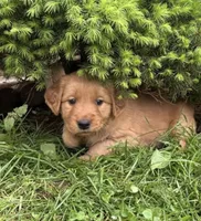 Blue Collar , a male Golden Retriever for sale in Vancouver, WA – 1 of 1