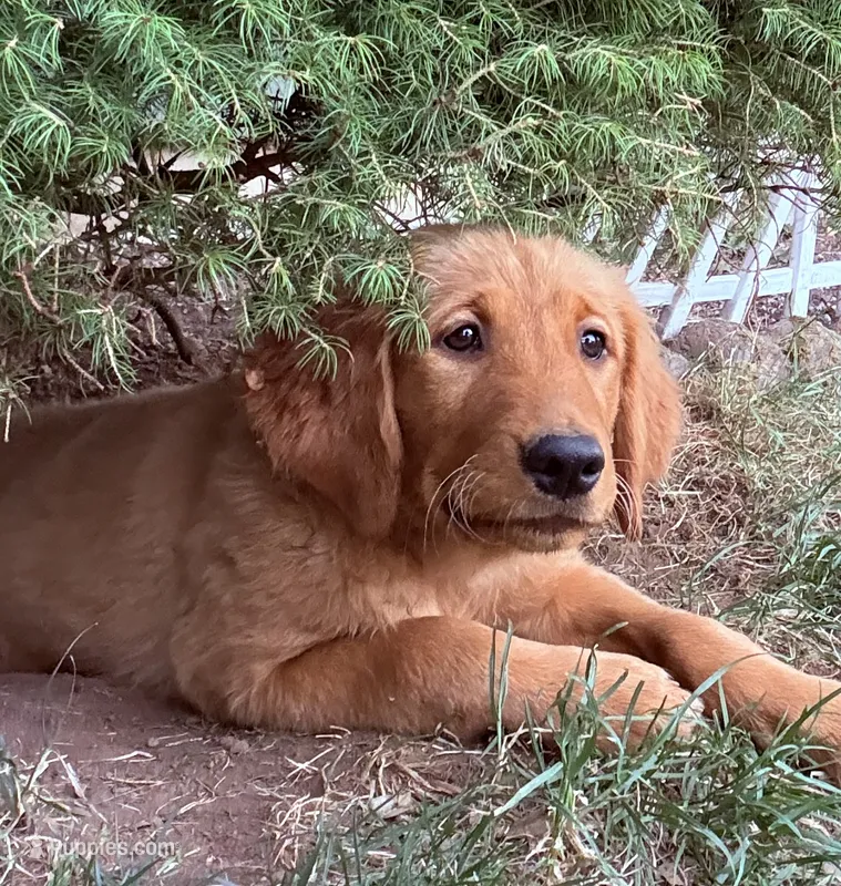 Purple collar  – Golden Retriever puppy for sale in Vancouver, WA