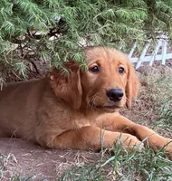 Purple collar , a female Golden Retriever for sale in Vancouver, WA – 1 of 1