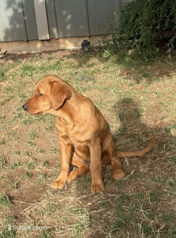 Purple collar  – Golden Retriever puppy for sale in Vancouver, WA