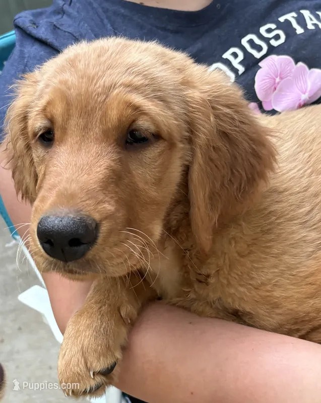 Grey Collar  – Golden Retriever puppy for sale in Vancouver, WA