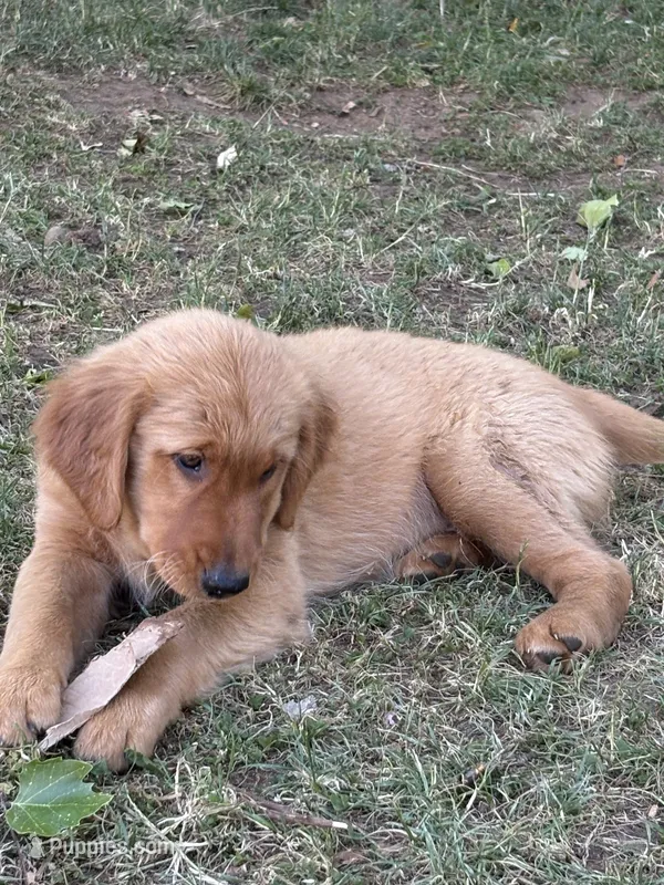 Purple collar  – Golden Retriever puppy for sale in Vancouver, WA