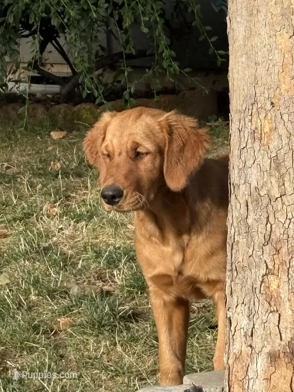Purple collar  – Golden Retriever puppy for sale in Vancouver, WA