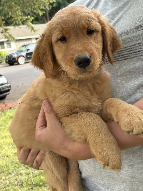 Green Collar  – Golden Retriever puppy for sale in Vancouver, WA