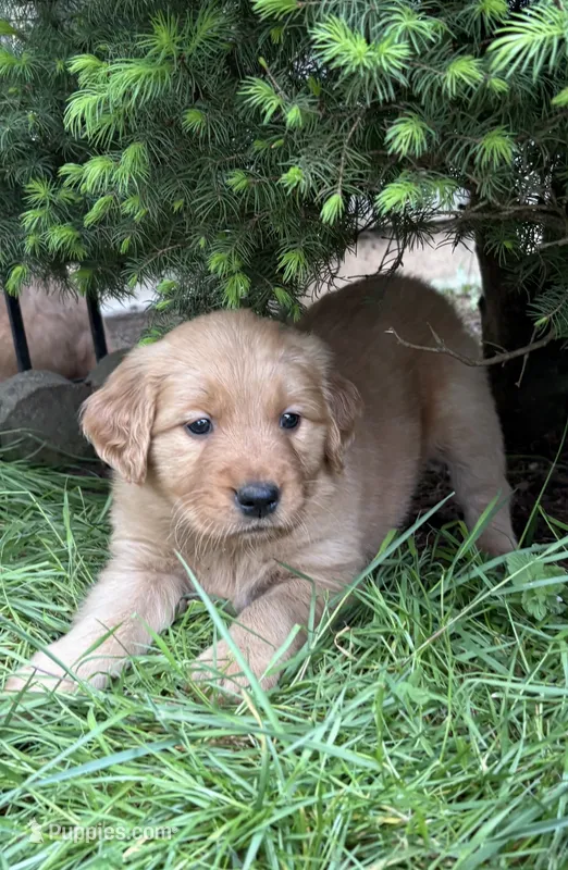 Purple collar  – Golden Retriever puppy for sale in Vancouver, WA