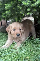 Purple collar , a female Golden Retriever for sale in Vancouver, WA – 1 of 1
