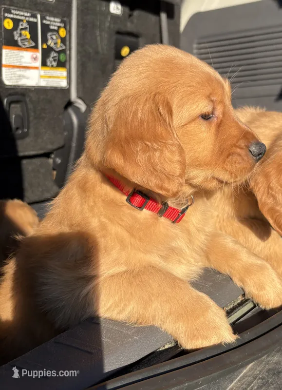 Red Collar  – Golden Retriever puppy for sale in Vancouver, WA