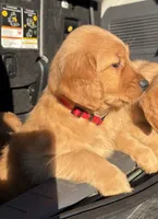 Red Collar , a female Golden Retriever for sale in Vancouver, WA – 1 of 1