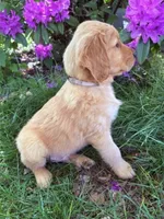 Grey Collar , a male Golden Retriever for sale in Vancouver, WA – 1 of 1