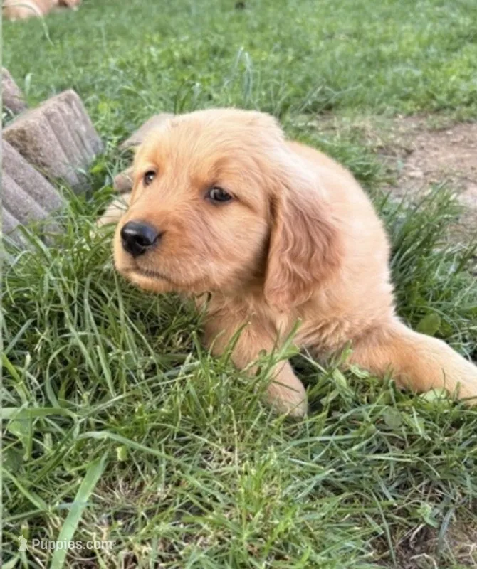 Green Collar  – Golden Retriever puppy for sale in Vancouver, WA