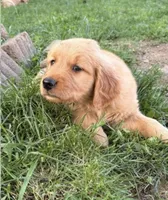 Green Collar , a male Golden Retriever for sale in Vancouver, WA – 1 of 1