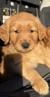 Pink Collar , a female Golden Retriever for sale in Vancouver, WA – 1 of 1