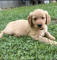 Black Collar , a male Golden Retriever for sale in Vancouver, WA – 1 of 1