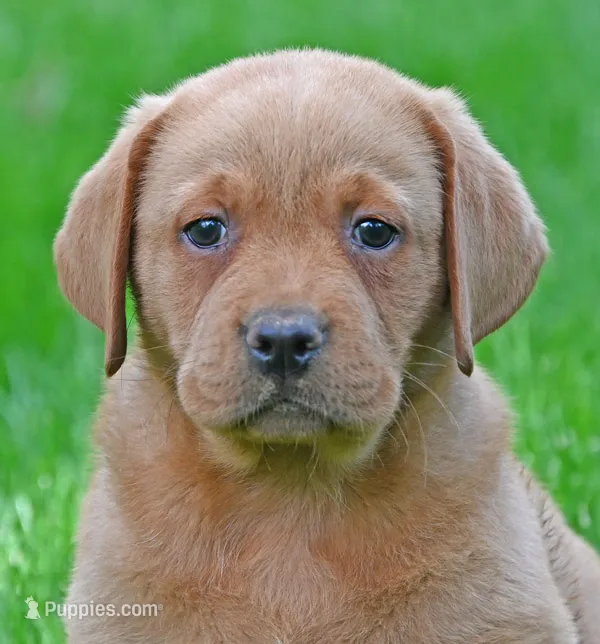 Fox red female 902 – Labrador Retriever puppy for sale in Columbia Station, OH
