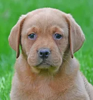 Fox red female 902, a female Labrador Retriever for sale in Columbia Station, OH – 1 of 10