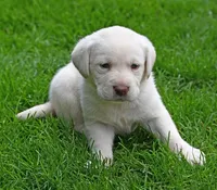 White female 569, a female Labrador Retriever for sale in Columbia Station, OH – Photo 7 of 9