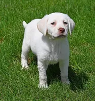 White female 569, a female Labrador Retriever for sale in Columbia Station, OH – Photo 4 of 9