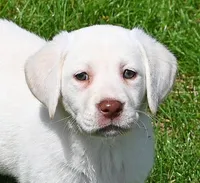 White female 569, a female Labrador Retriever for sale in Columbia Station, OH – Photo 3 of 9