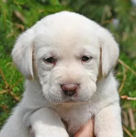 White female 569, a female Labrador Retriever for sale in Columbia Station, OH – Photo 9 of 9