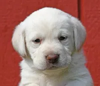 White female 569, a female Labrador Retriever for sale in Columbia Station, OH – Photo 8 of 9