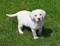 White female 569, a female Labrador Retriever for sale in Columbia Station, OH – Photo 2 of 9