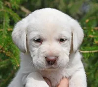 White female 569, a female Labrador Retriever for sale in Columbia Station, OH – Photo 6 of 9