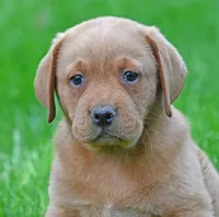 Fox red female 902, a female Labrador Retriever for sale in Columbia Station, OH – 4 of 10