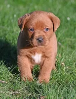 Fox red male 482, a male Labrador Retriever for sale in Columbia Station, OH – Photo 4 of 9