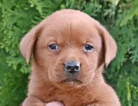 Fox red male 482, a male Labrador Retriever for sale in Columbia Station, OH – Photo 2 of 9