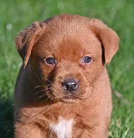 Fox red male 482, a male Labrador Retriever for sale in Columbia Station, OH – Photo 3 of 9
