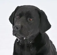 Fox red male 482, a male Labrador Retriever for sale in Columbia Station, OH – Photo 8 of 9