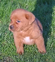 Fox red male 482, a male Labrador Retriever for sale in Columbia Station, OH – Photo 5 of 9