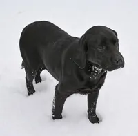 Fox red male 482, a male Labrador Retriever for sale in Columbia Station, OH – Photo 9 of 9