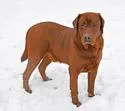 Fox red male 482, a male Labrador Retriever for sale in Columbia Station, OH – Photo 7 of 9