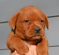 Fox red male 482, a male Labrador Retriever for sale in Columbia Station, OH – Photo 1 of 9