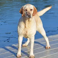 Gretta - pending, a female Labrador Retriever for sale in Columbia Station, OH – Photo 3 of 5
