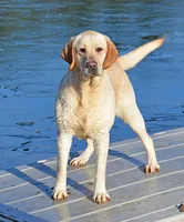 Gretta - pending, a female Labrador Retriever for sale in Columbia Station, OH – Photo 3 of 5