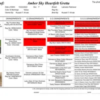 Gretta - pending, a female Labrador Retriever for sale in Columbia Station, OH – Photo 5 of 5