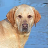 Gretta - pending, a female Labrador Retriever for sale in Columbia Station, OH – Photo 1 of 5