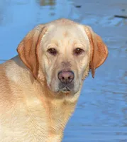 Gretta - pending, a female Labrador Retriever for sale in Columbia Station, OH – Photo 1 of 5