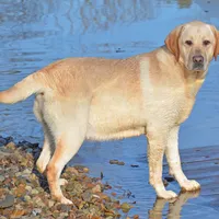 Gretta - pending, a female Labrador Retriever for sale in Columbia Station, OH – Photo 2 of 5