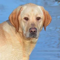 Gretta - pending, a female Labrador Retriever for sale in Columbia Station, OH – Photo 4 of 5