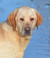 Gretta - pending, a female Labrador Retriever for sale in Columbia Station, OH – Photo 4 of 5